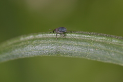 Ceutorhynchus erysimi