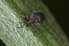 Ceutorhynchus erysimi