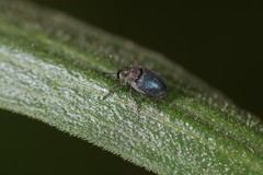 Ceutorhynchus erysimi