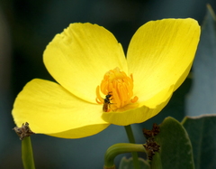 Micralictoides ruficaudus