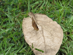 Lepidoptera