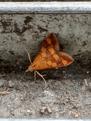 Pyrausta phoenicealis
