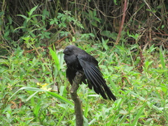 Crotophaga ani