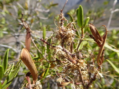 Cuscuta chilensis