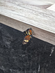 Eueides isabella
