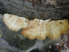 Trametes