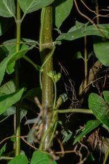 Gonolobus stenosepalus