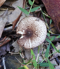 Lepiota haemorrhagica
