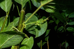 Gonolobus stenosepalus