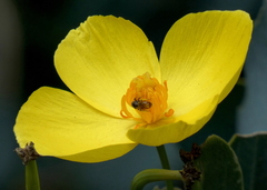 Micralictoides ruficaudus