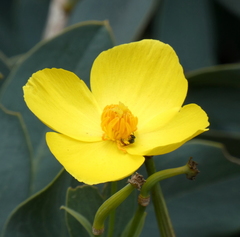 Micralictoides ruficaudus