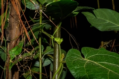 Gonolobus stenosepalus