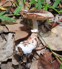 Lepiota haemorrhagica