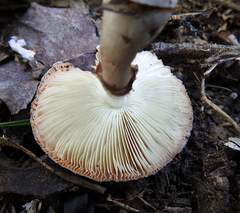 Lepiota haemorrhagica