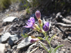 Malesherbia linearifolia