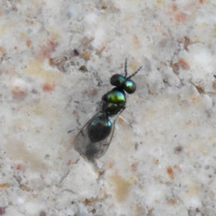 Chrysocharis