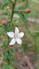 Philotheca buxifolia