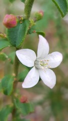 Philotheca buxifolia