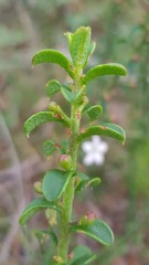 Philotheca buxifolia