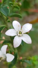 Philotheca buxifolia
