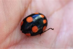 Paropsisterna sexpustulata