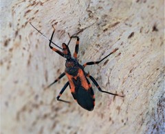 Havinthus rufovarius