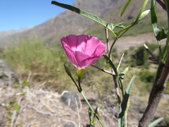 Convolvulus chilensis