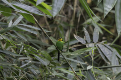 Psarisomus dalhousiae