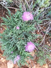 Jurinea humilis
