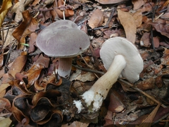 Tylopilus