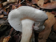 Tylopilus