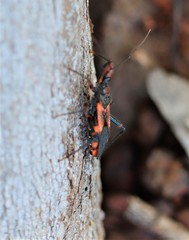 Havinthus rufovarius