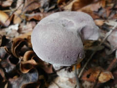 Tylopilus