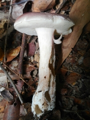 Tylopilus