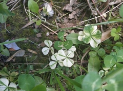 Trifolium repens