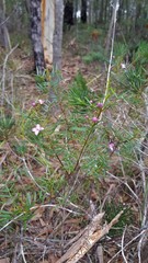 Boronia thujona