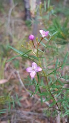 Boronia thujona