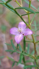 Boronia thujona
