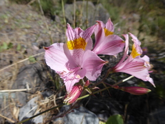 Alstroemeria pallida