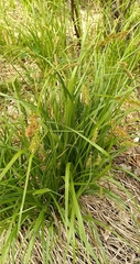 Carex arnellii