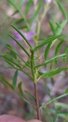 Boronia thujona