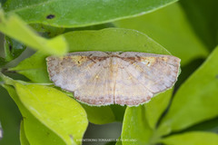 Chrysocraspeda gibbosa