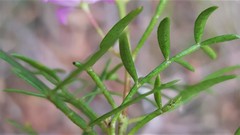 Boronia thujona