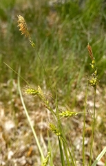 Carex arnellii