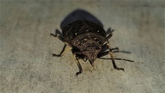 Platycoris bipunctatus