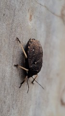 Platycoris bipunctatus