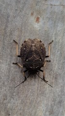 Platycoris bipunctatus