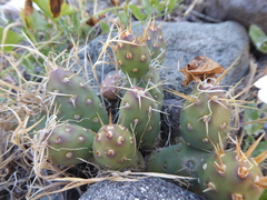 Maihueniopsis ovata