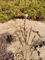 Asphodelus ramosus ramosus