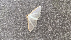 Palpita nigropunctalis